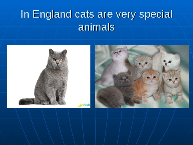 In England cats are very special animals 