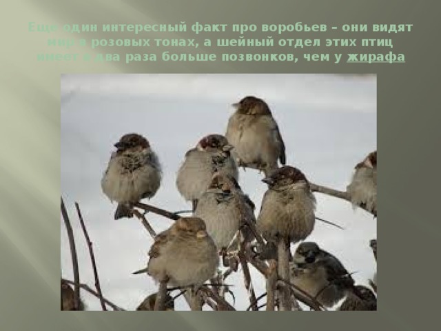 Еще один интересный факт про воробьев – они видят мир в розовых тонах, а шейный отдел этих птиц имеет в два раза больше позвонков, чем у  жирафа 