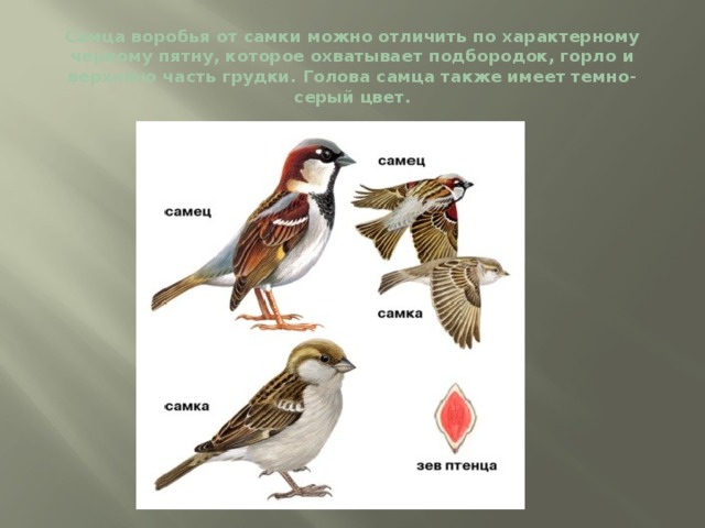 Самца воробья от самки можно отличить по характерному черному пятну, которое охватывает подбородок, горло и верхнюю часть грудки. Голова самца также имеет темно-серый цвет. 