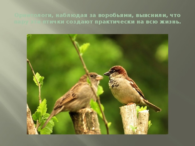 Орнитологи, наблюдая за воробьями, выяснили, что пару эти птички создают практически на всю жизнь. 