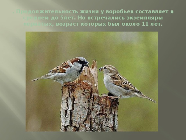 . Продолжительность жизни у воробьев составляет в среднем до 5лет. Но встречались экземпляры пернатых, возраст которых был около 11 лет. 