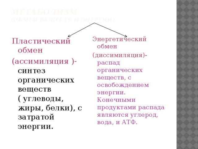 Пластический обмен и энергетический обмен презентация