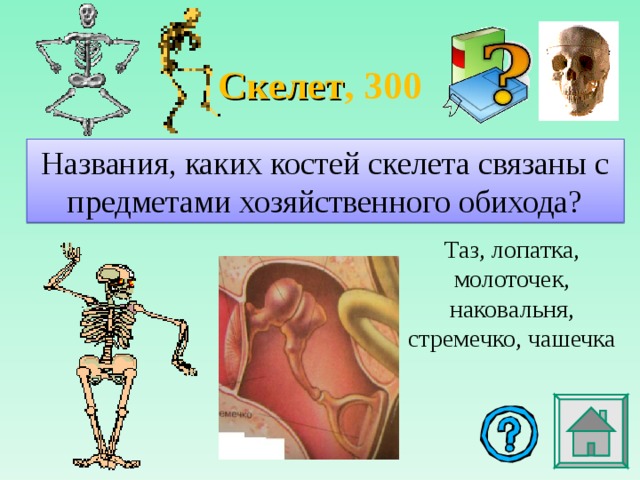 Скелет , 3 00 Названия, каких костей скелета связаны с предметами хозяйственного обихода? Таз, лопатка, молоточек, наковальня, стремечко, чашечка 