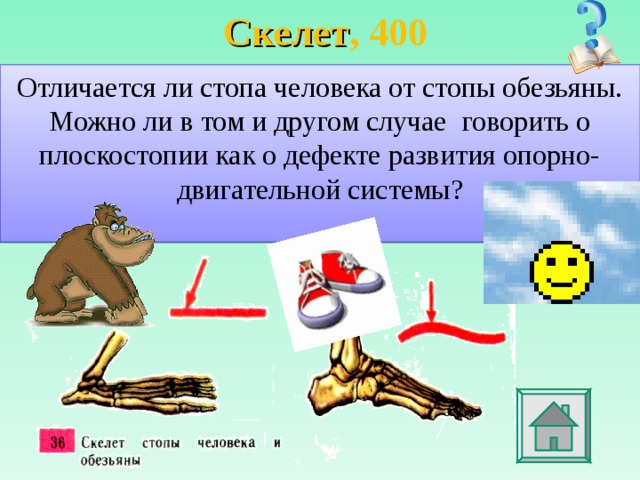 Стопа человека и обезьяны. Стопа человека и человекообразных обезьян. Свод стопы у человека и человекообразных обезьян. Стопа человека и обезьяны отличия. Скелет стопы человека и обезьяны