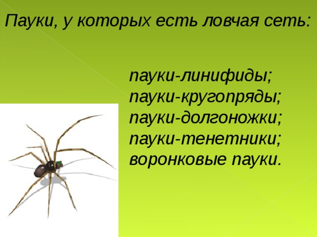 Презентация исследовательской работы Кто такие пауки?