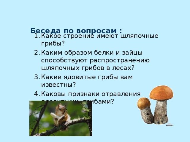   Беседа по вопросам :      Какое строение имеют шляпочные грибы? Каким образом белки и зайцы способствуют распространению шляпочных грибов в лесах? Какие ядовитые грибы вам известны? Каковы признаки отравления ядовитыми грибами?  Какое строение имеют шляпочные грибы? Каким образом белки и зайцы способствуют распространению шляпочных грибов в лесах? Какие ядовитые грибы вам известны? Каковы признаки отравления ядовитыми грибами?  Какое строение имеют шляпочные грибы? Каким образом белки и зайцы способствуют распространению шляпочных грибов в лесах? Какие ядовитые грибы вам известны? Каковы признаки отравления ядовитыми грибами? Какое строение имеют шляпочные грибы? Каким образом белки и зайцы способствуют распространению шляпочных грибов в лесах? Какие ядовитые грибы вам известны? Каковы признаки отравления ядовитыми грибами?    