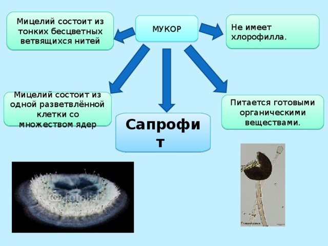 Мицелий состоит из тонких бесцветных ветвящихся нитей Не имеет хлорофилла. МУКОР Мицелий состоит из одной разветвлённой клетки со множеством ядер Питается готовыми органическими веществами. Сапрофит 