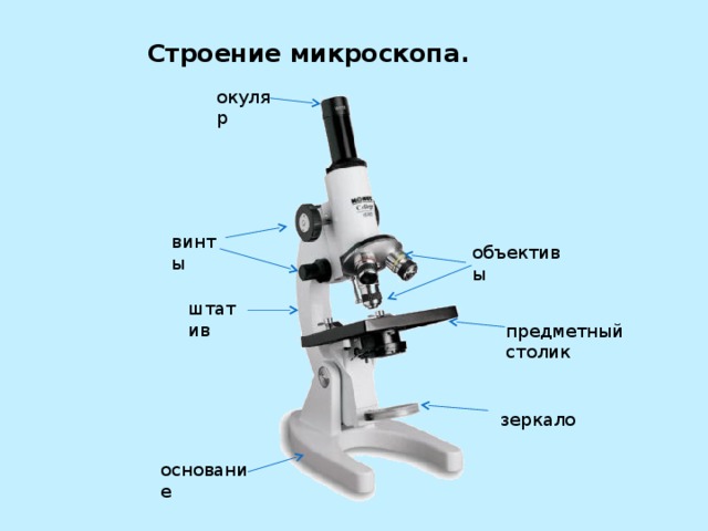    Строение микроскопа.      окуляр винты объективы штатив предметный столик зеркало основание 