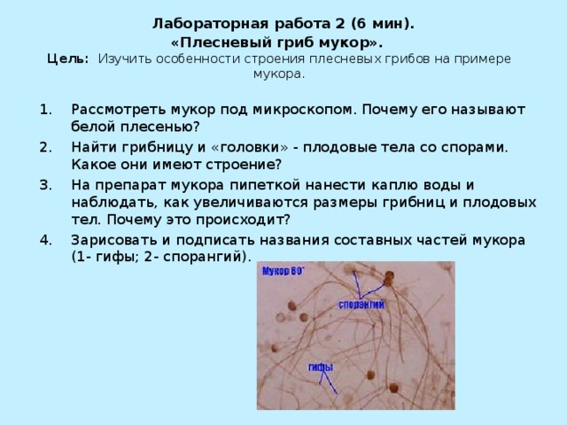       Лабораторная работа 2 (6 мин).  «Плесневый гриб мукор».  Цель: Изучить особенности строения плесневых грибов на примере мукора.     Рассмотреть мукор под микроскопом. Почему его называют белой плесенью? Найти грибницу и «головки» - плодовые тела со спорами. Какое они имеют строение? На препарат мукора пипеткой нанести каплю воды и наблюдать, как увеличиваются размеры грибниц и плодовых тел. Почему это происходит? Зарисовать и подписать названия составных частей мукора (1- гифы; 2- спорангий).   