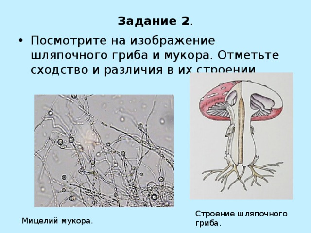 Задание 2 . Посмотрите на изображение шляпочного гриба и мукора. Отметьте сходство и различия в их строении. Строение шляпочного гриба. Мицелий мукора. 