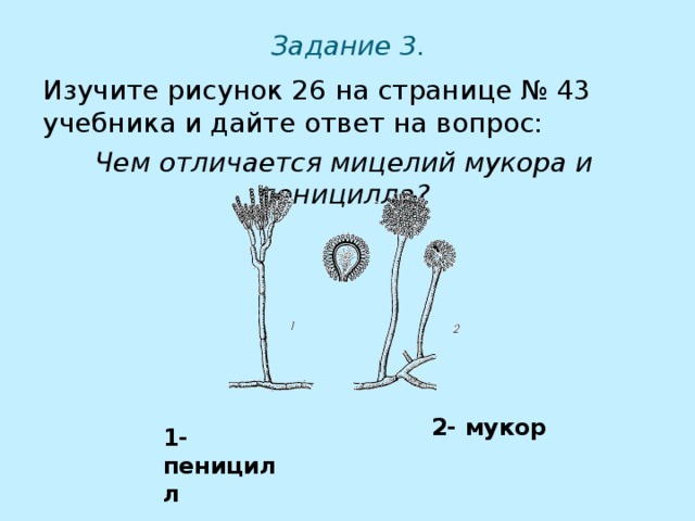 Задание 3.   Изучите рисунок 26 на странице № 43 учебника и дайте ответ на вопрос: Чем отличается мицелий мукора и пеницилла?  2- мукор 1- пеницилл 