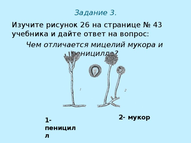 Определите на каком рисунке изображен плесневый гриб мукор