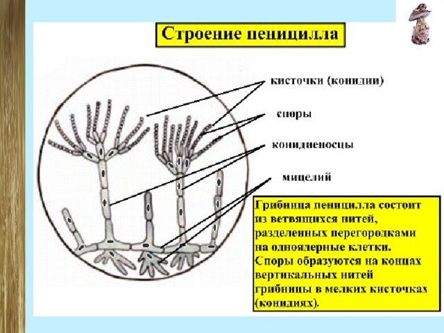 Плесневые грибы схема