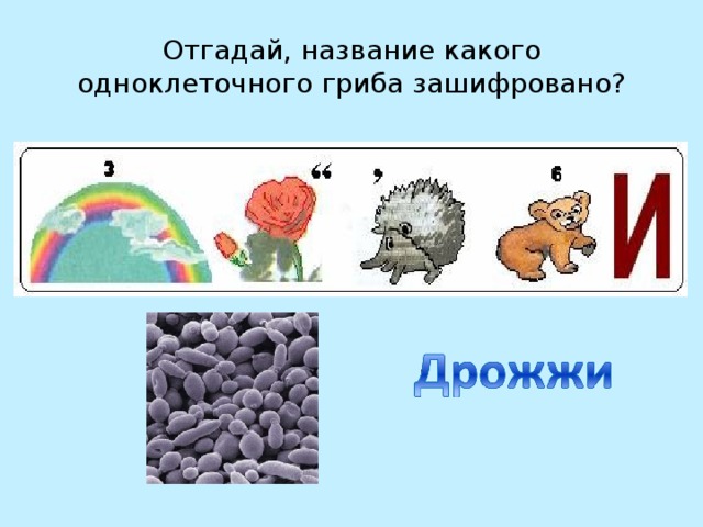 Отгадай, название какого одноклеточного гриба зашифровано? 