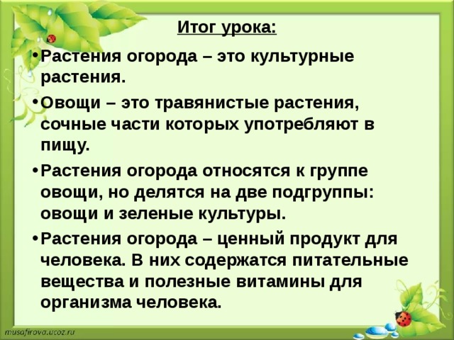 Травянистое овощное растения листья которого идут в пищу в сыром виде