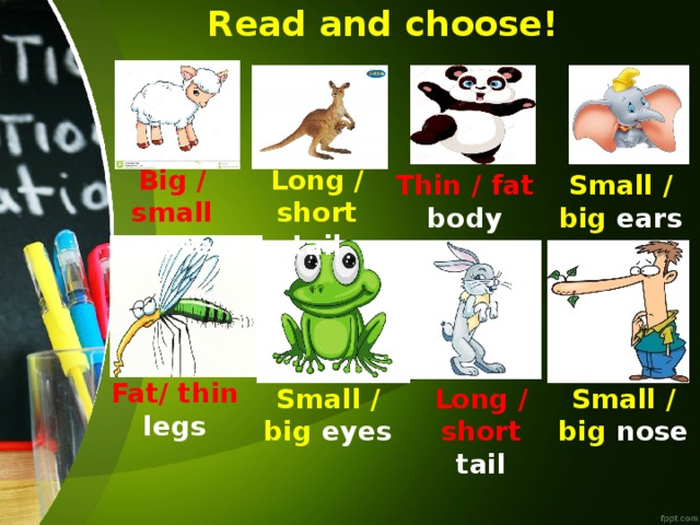 Read and choose! Long / short  tail Big / small  nose Thin / fat body Small / big  ears Fat/ thin legs Small / big eyes Long / short tail Small / big  nose 