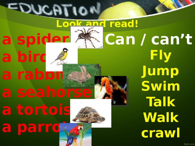Look and read! a spider Can / can’t a bird a rabbit a seahorse a tortoise a parrot Fly Jump Swim Talk Walk crawl  