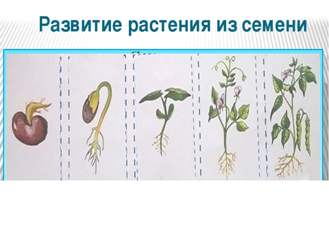 Определите последовательность развития растения. Развитие растения из семени. Развитие растений из семенм. Этап развития цветка. Этапы развития растения из семени.