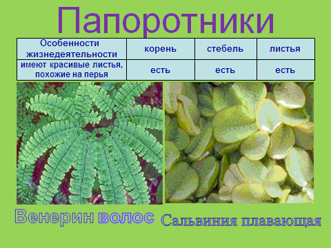 Сходство папоротников. Особенности папоротникообразных. Виды папоротников названия 3 класс. Особенности жизнедеятельности папоротникообразных. Папоротники корень стебель листья.