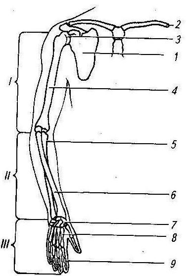 Какой цифрой на рисунке обозначена плечевая кость