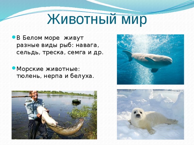 Животный мир В Белом море живут разные виды рыб: навага, сельдь, треска, семга и др. Морские животные: тюлень, нерпа и белуха. 