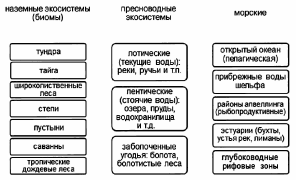 Чем водные биомы отличаются от наземных