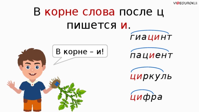 и В корне слова после ц пишется и . гиа ци нт В корне – и! пац и ент ци ркуль ци фра