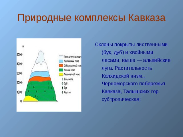 Природные комплексы Кавказа Склоны покрыты лиственными (бук, дуб) и хвойными лесами, выше — альпийские луга. Растительность Колхидской низм., Черноморского побережья Кавказа, Талышских гор субтропическая;  