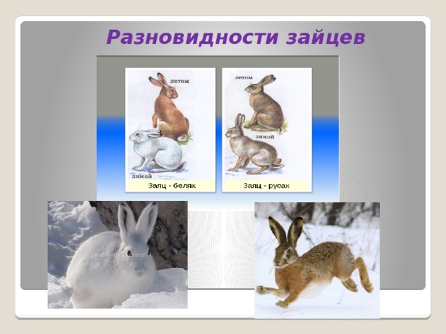 Лев толстой русак. Виды Зайцев. Заяц виды. Какие бывают зайцы виды. Подвиды зайца.