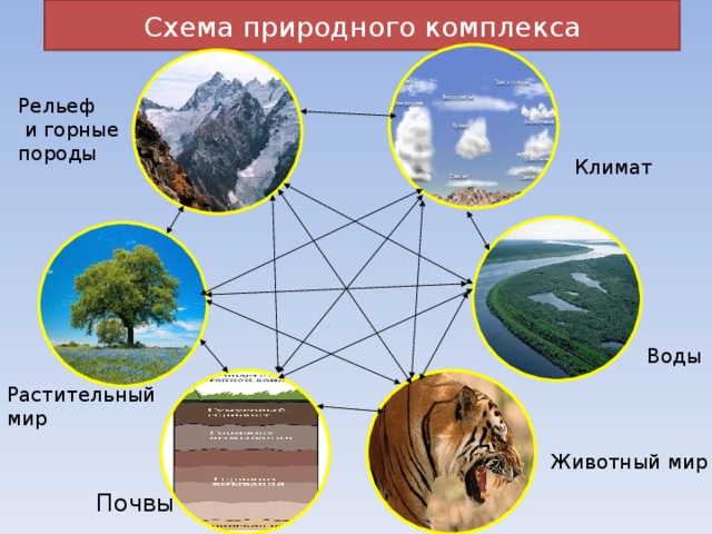 Схема природного комплекса Рельеф  и горные породы Климат Воды Растительный мир Животный мир Почвы 