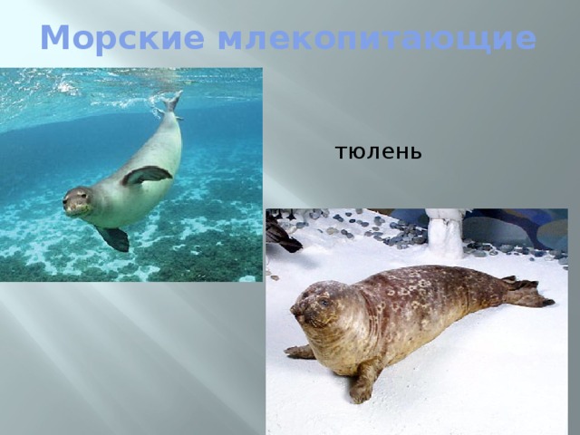 Морские млекопитающие  тюлень 