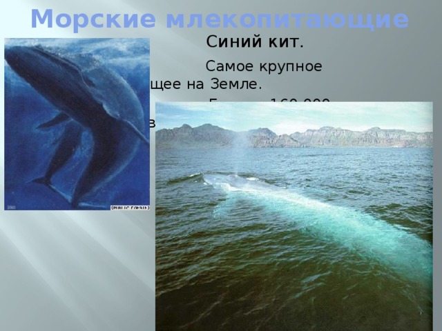 Морские млекопитающие  Синий кит.  Самое крупное млекопитающее на Земле.  Его вес 160.000 килограммов! 