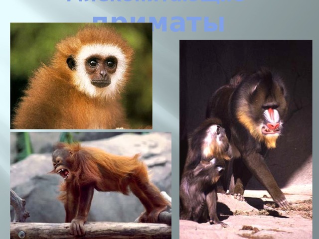 Млекопитающие приматы 