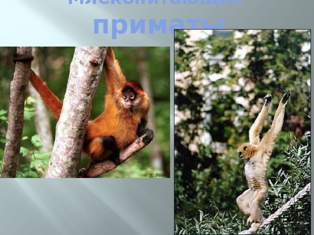 Млекопитающие приматы 