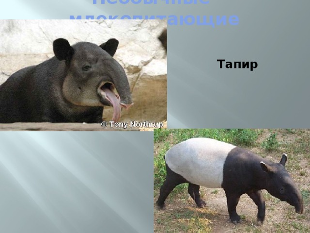Необычные млекопитающие  Тапир 