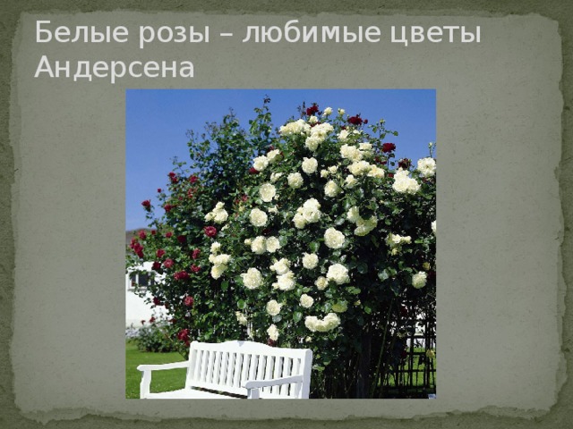 Белые розы – любимые цветы Андерсена 