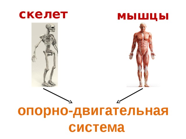 скелет мышцы опорно-двигательная система 