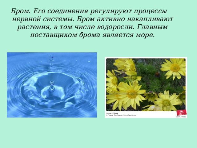 Бром. Его соединения регулируют процессы нервной системы. Бром активно накапливают растения, в том числе водоросли. Главным поставщиком брома является море. 