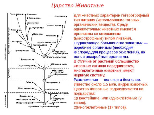 Царство Животные Для животных характерен гетеротрофный тип питания (использование готовых органических веществ). Среди одноклеточных животных имеются организмы со смешанным (миксотрофным) типом питания. Подавляющее большинство животных — аэробные организмы (необходим кислород для процессов окисления), но есть и анаэробные организмы. В отличие от растений большинство животных активно передвигается, многоклеточные животные имеют нервную систему. Размножение — половое и бесполое. Известно около 1,5 млн. видов животных. Царство Животные подразделяется на подцарства: Простейшие, или Одноклеточные (7 типов); Многоклеточные (17 типов). 