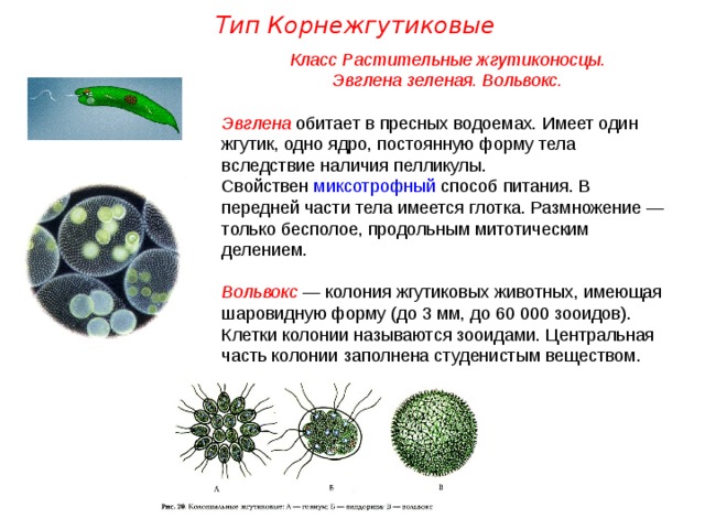 Тип Корнежгутиковые Класс Растительные жгутиконосцы.  Эвглена зеленая. Вольвокс.  Эвглена обитает в пресных водоемах. Имеет один жгутик, одно ядро, постоянную форму тела вследствие наличия пелликулы. Свойствен миксотрофный способ питания. В передней части тела имеется глотка. Размножение — только бесполое, продольным митотическим делением.  Вольвокс — колония жгутиковых животных, имеющая шаровидную форму (до 3 мм, до 60 000 зооидов). Клетки колонии называются зооидами. Центральная часть колонии заполнена студенистым веществом.  