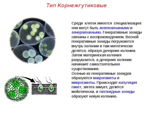 Тип Корнежгутиковые Среди клеток имеется специализация: они могут быть вегетативными и генеративными . Генеративные зооиды связаны с воспроизведением. Весной генеративные зооиды погружаются внутрь колонии и там митотически делятся, образуя дочерние колонии. Затем материнская колония разрушается, а дочерние колонии начинают самостоятельное существование. Осенью из генеративных зооидов образуются макрогаметы и микрогаметы . Происходит копуляция  гамет , зигота зимует, делится мейотически, и гаплоидные зооиды образуют новую колонию.  