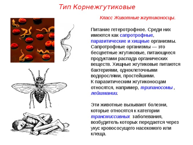 Тип Корнежгутиковые Класс Животные жгутиконосцы. Питание гетеротрофное. Среди них имеются как сапротрофные , паразитические и хищные организмы. Сапротрофные организмы — это бесцветные жгутиковые, питающиеся продуктами распада органических веществ. Хищные жгутиковые питаются бактериями, одноклеточными водорослями, простейшими. К паразитическим жгутиконосцам относятся, например, трипаносомы , лейшмании . Эти животные вызывают болезни, которые относятся к категории трансмиссивных , заболевания, возбудитель которых передается через укус кровососущего насекомого или клеща.  