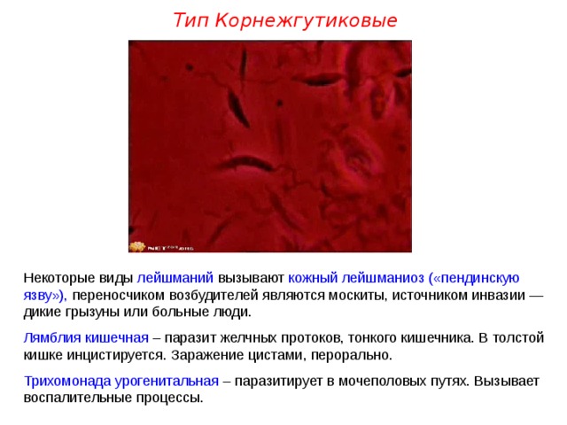 Тип Корнежгутиковые Некоторые виды лейшманий вызывают кожный лейшманиоз  («пендинскую язву»), переносчиком возбудителей являются москиты, источником инвазии — дикие грызуны или больные люди. Лямблия кишечная  – паразит желчных протоков, тонкого кишечника. В толстой кишке инцистируется. Заражение цистами, перорально. Трихомонада урогенитальная  – паразитирует в мочеполовых путях. Вызывает воспалительные процессы.  