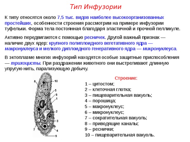 Тип Инфузории К типу относятся около 7,5 тыс. видов наиболее высокоорганизованных простейших , особенности строения рассмотрим на примере инфузории туфельки. Форма тела постоянная благодаря эластичной и прочной пелликуле. Активно передвигаются с помощью ресничек . Другой важный признак — наличие двух ядер: крупного полиплоидного вегетативного ядра — макронуклеуса и мелкого диплоидного генеративного ядра — микронуклеуса . В эктоплазме многих инфузорий находятся особые защитные приспособления — трихоцисты . При раздражении животного они выстреливают длинную упругую нить, парализующую добычу. Строение: 1 – цитостом; 2 – клеточная глотка; 3 – пищеварительная вакуоль; 4 – порошица; 5 – макронуклеус; 6 – микронуклеус; 7 – сократительная вакуоль; 8 – приводящие каналы; 9 – реснички; 10 – пищеварительная вакуоль.  