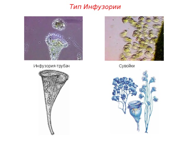 Тип Инфузории Инфузория-трубач Сувойки 