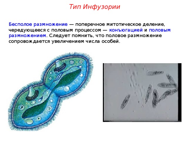 Тип Инфузории Бесполое размножение — поперечное митотическое деление, чередующееся с половым процессом — конъюгацией и половым  размножением . Следует помнить, что половое размножение сопровождается увеличением числа особей. 