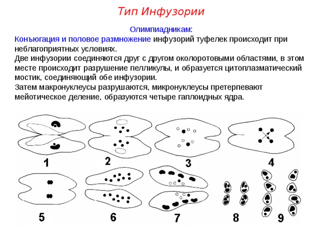 Тип Инфузории Олимпиадникам: Конъюгация и половое размножение инфузорий туфелек происходит при неблагоприятных условиях. Две инфузории соединяются друг с другом околоротовыми областями, в этом месте происходит разрушение пелликулы, и образуется цитоплазматический мостик, соединяющий обе инфузории. Затем макронуклеусы разрушаются, микронуклеусы претерпевают мейотическое деление, образуются четыре гаплоидных ядра. 