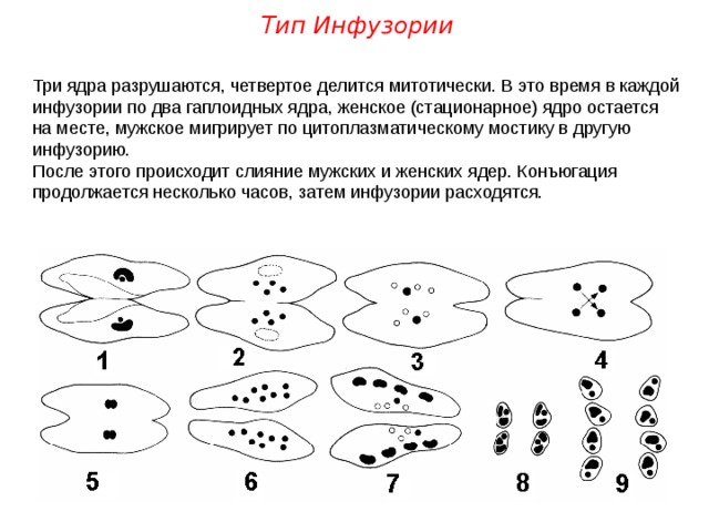 Тип Инфузории Три ядра разрушаются, четвертое делится митотически. В это время в каждой инфузории по два гаплоидных ядра, женское (стационарное) ядро остается на месте, мужское мигрирует по цитоплазматическому мостику в другую инфузорию. После этого происходит слияние мужских и женских ядер. Конъюгация продолжается несколько часов, затем инфузории расходятся. 