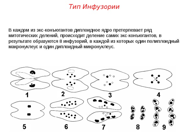 Тип Инфузории В каждом из экс-конъюгантов диплоидное ядро претерпевает ряд митотических делений, происходит деление самих экс-конъюгантов, в результате образуются 8 инфузорий, в каждой из которых один полиплоидный макронуклеус и один диплоидный микронуклеус. 