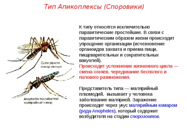 Тип Апикоплексы (Споровики) К типу относятся исключительно паразитические простейшие. В связи с паразитическим образом жизни происходит упрощение организации (исчезновение органоидов захвата и приема пищи, пищеварительных и сократительных вакуолей). Происходит усложнение жизненного цикла — смена хозяев, чередование бесполого и полового размножения. Представитель типа — малярийный плазмодий, вызывает у человека заболевание малярией. Заражение происходит через укус малярийным комаром (рода Anopheles), который содержит возбудителя на стадии спорозоитов .  